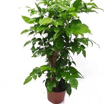 트리앤 대박나무 녹보수 식물 나무 영양제 친환경 살충제 공기정화식물, 04. 녹보수(40c19) 1개