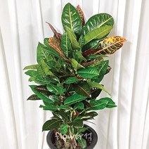 플라워석 크로톤 95cm 알록달록 잎 화분 새집증후군 인테리어 반려식물 집꾸미기 좋은 식물, 1개