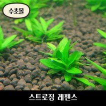[수초몰] 스트로징 레펜스 / 초보수초 구피 어항, 1촉