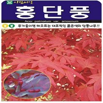 홍단풍 100립 -아