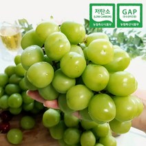 건강의정석 GAP인증 씨없는포도 샤인머스켓 망고포도 선물세트, 3) 특상 1.5kg(2~3송이)