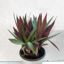 공기정화식물로 최고입니다 (부자란), 1개