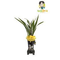 산천보세 동양란 개업 승진 축하화분 인테리어화분 동양난, 동양란 - 산천보세, 읍/면/리 단위 지역(배송비 2만원 추가)