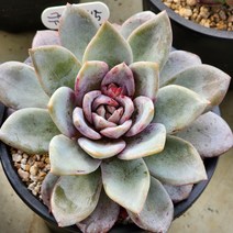 다육식물(환엽 독일샴페인) 1215