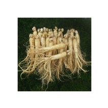 참인삼 수삼 원수삼 믹서 (21-26뿌리) 750g 한채, 선물용인삼포장