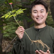 다온 자연산 산양삼 5 6년근 산양산삼 10뿌리 선물세트 한지포장, 5-6년근 10뿌리