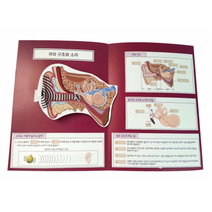 귀(소리) 팝업북만들기