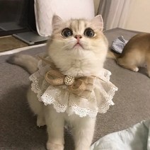 고양이 레이스 골드 큐빅 스카프 목도리 넥카라 케이프 강아지 머플러 소형 중형 대형견, XL