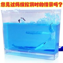 개미집 키우기 세트 과학 및 교육 인형 집 낙원 생태 모래 초등학생 과학 수업 교재 성, 초록