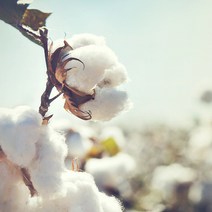 코튼씨드오일.면실유.목화씨오일.천연보습오일 500ml, 코튼씨드오일.면실유.목화씨오일.천연보습오일500ml-1개