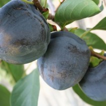 [라이브묘목농원] 흑감나무 묘목 1년생, 1개