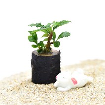 수초-부세와 작은통나무 활착 앙증맞은크기/헬로아쿠아, 상세 설명 참조