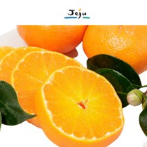 디카운티 제주 명품 햇 천혜향 레드향 한라봉 인기많은 3kg 5kg 가정용 선물용 설 명절 과일 선물 세트, 1박스, 제주 명품 천혜향 3kg