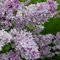 같이가치농원 신품종 유럽라일락나무 묘목 (미첼부챠) 80cm전후 접목1년특묘