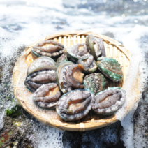 [바른전복] 꼬마전복 1kg 40-60미 라면 장조림 탕 구이, 꼬마전복 1.5kg 60-90마리