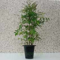 도희씨네 정원>> 단풍이 예쁜 남천나무 대형 250, 1개” class=”wr-img”></a></div></p></div></p></div></p></div><div class=