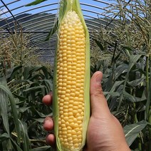 충북 괴산 17 초당옥수수 20개, 없음, 상세 설명 참조