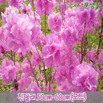 착한가격 나무생각 / 철쭉모음 / 30cm/40cm / 5주묶음, 주, 진달래 50cm~60cm(포트) 5주묶음