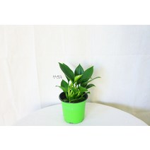 콩고 실내공기정화식물 키우기쉬운 플랜테리어, 1개