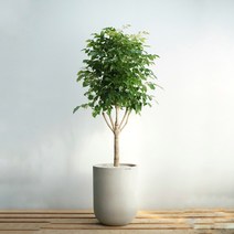 플라워바인 대형 녹보수 빈티지그레이화분 개업 그늘에서잘자라는 인테리어 공기정화 실내식물