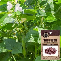 월드가드닝 행복한 텃밭 좋은 씨앗, 적색난쟁이강낭콩씨앗 60그램