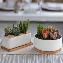 가데니아 다육이화분 만들기 용품 써클 1개입 / 스퀘어 2개입, 써클(1개입)