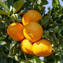 제주감귤 하우스감귤 제주귤 중대과 5kg