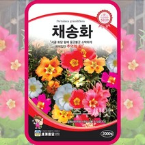 채송화 씨앗 2000립 채송화 꽃씨 몰 종자 포튤라카 따꽃 쇠비름속 Portulaca