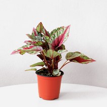 마이플랜트 [마이플랜트]마우이 선셋 베고니아 모종 키우기 공기정화식물, 선택완료, 마우이 선셋
