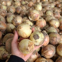23년 양파 국내산 햇양파 작은크기 양파(소), 1박스, 양파 소 5kg