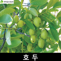 호두나무 호두나무묘목 과일나무 유실수 추자나무, 1개