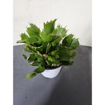 식물학박사 게발선인장 레드 붉은색 소품, 1개