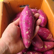 햇 고구마 꿀고구마 베니하루카, 5kg