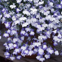 [어린모종]로벨리아 : 8cm분, 레가타 블루스플래쉬