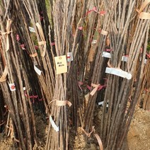 체리나무 (레기나) 특묘목 1주, 쿠팡 본상품선택, 1개