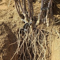 과일로먹는 대왕대추나무 묘목판매 (청아원예조경), 과일로먹는 대왕대추 하묘
