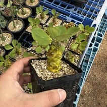 [광합성] 리치아이금 소, 1개