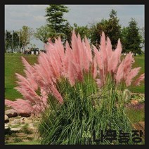 (나무농장) 야생화 팜파스그라스(핑크) 포트 ( 2주묶음 )