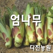 [다진농원] 엄나무 포트묘 20~30cm, 엄나무20~30