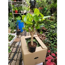 40~50cm 199 분재형 뱅갈고무나무 중품