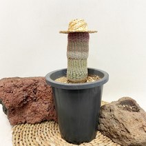 선인장 자태양