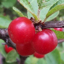 앵두 나무 - 왕앵두 빨간앵두 화이트앵두, 왕앵두화분묘