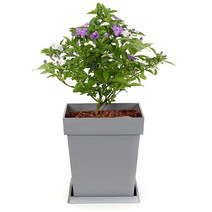 브룬펠시아 자스민 50cm | 식물기르기 집꾸미기 봄 단장 집들이 개업 선물 | Brunfelsia Jasmine