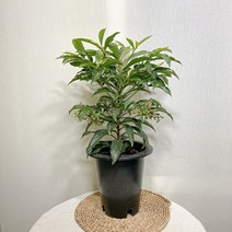 만냥금 중분, 1개