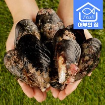 국내산 제철 섭 홍합 찜 탕 담치 1kg, 담치 대 1kg [8~15미]