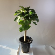 실내공기정화식물 휘커스움베르타 중대품 산소탱크 65-90cm 249, 1개