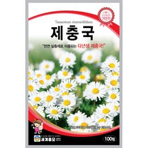 세계 제충국 씨앗 다년생 아스타 달마시안 살충제 국화과 봄 여름 가을 꽃씨 종자, 봉선화