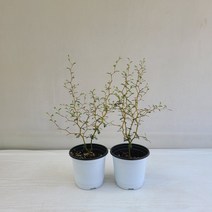마오리소포라 1+1 실내공기정화식물 반려식물 플랜테리어 온누리꽃농원