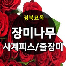 [경북농원] 장미(줄장미 / 사계땅장미) 포트묘 판매중, 줄장미 포트묘 1주 (빨강색)