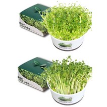 에브리데이쇼핑쉬운 새싹 재배 키우기 세트 다채 베란다텃밭 상추키우기 청경채키우기 채소모종 베란다텃밭가꾸기+dpqmflepdl, 골라주세요@청경채